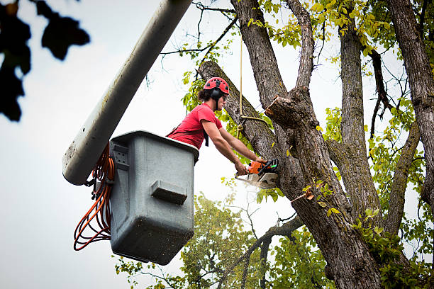 How Our Tree Care Process Works  in Cloverdale, CA